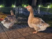 Dewlap Toulouse Geese - Photo 4