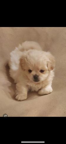 Malshi Puppies!!