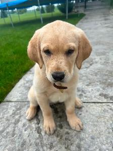 Beautiful Yellow lab puppy