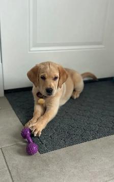 Beautiful Yellow lab puppy - Photo 2