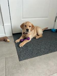 Beautiful Yellow lab puppy - Photo 3