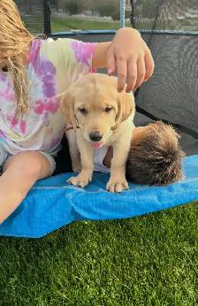 Beautiful Yellow lab puppy - Photo 4