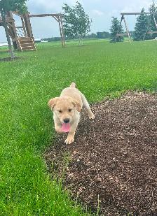Beautiful Yellow lab puppy - Photo 5