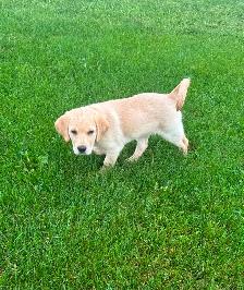 Beautiful Yellow lab puppy - Photo 6