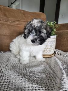 Beautiful Havachon Puppies - Photo 9