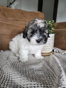 Beautiful Havachon Puppies - Photo 10