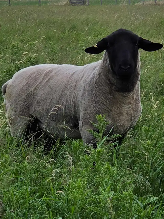 2 year old purebred Suffolk ram