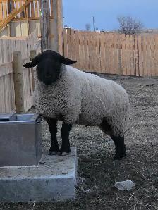 2 year old purebred Suffolk ram - Photo 2