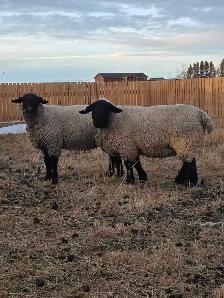 2 year old purebred Suffolk ram - Photo 3