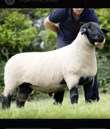 2 year old purebred Suffolk ram - Photo 4