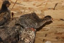 Guinea Fowl hatching eggs, fertilized and very fresh - Photo 6