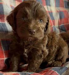 Family Raised Cockapoo Pups♥️