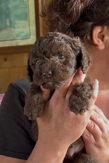 Family Raised Cockapoo Pups♥️ - Photo 2