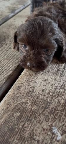 Family Raised Cockapoo Pups♥️ - Photo 3