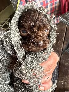 Family Raised Cockapoo Pups♥️ - Photo 4