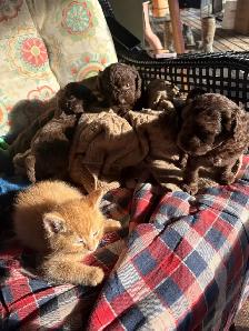 Family Raised Cockapoo Pups♥️ - Photo 5