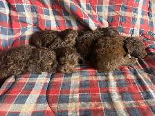 Family Raised Cockapoo Pups♥️ - Photo 6
