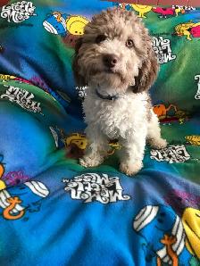 Family Raised Cockapoo Pups♥️ - Photo 7