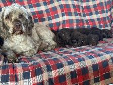 Family Raised Cockapoo Pups♥️ - Photo 8