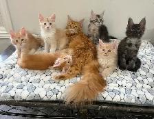 ✨ Meet Your Future Gentle Giant – Purebred Maine Coon Kittens ✨ - Photo 2