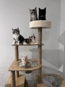 ✨ Meet Your Future Gentle Giant – Purebred Maine Coon Kittens ✨ - Photo 6