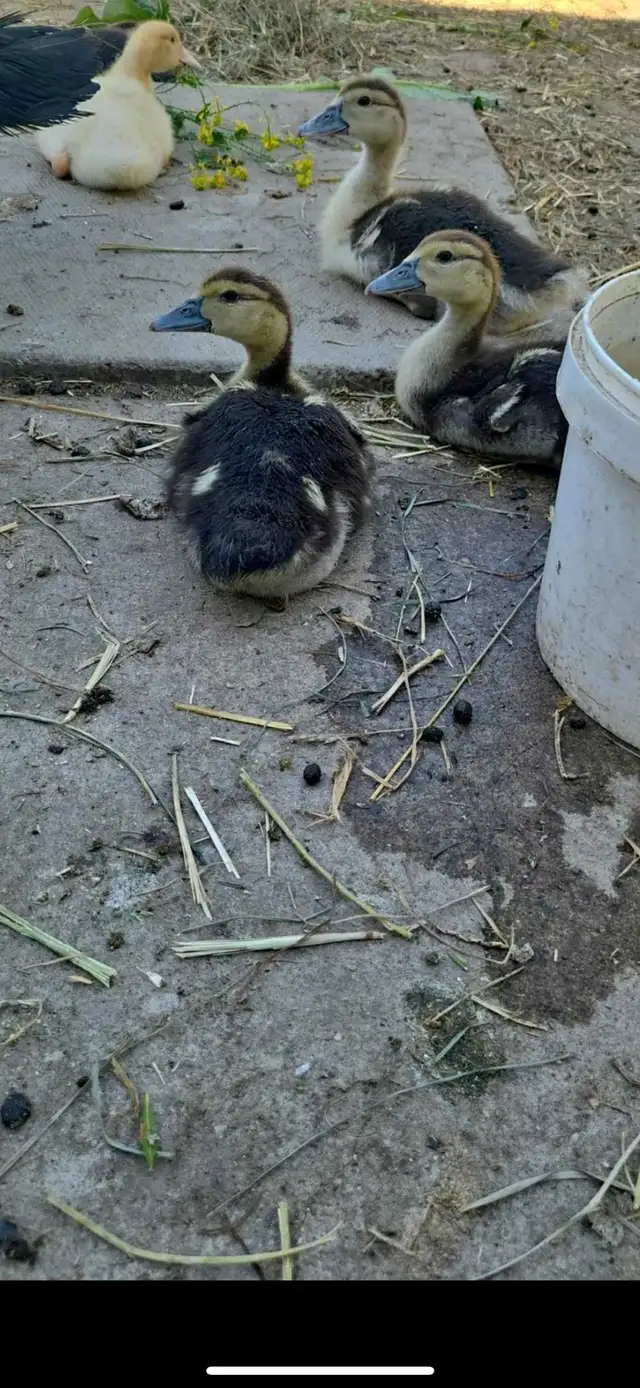 Muskovy Duck babies