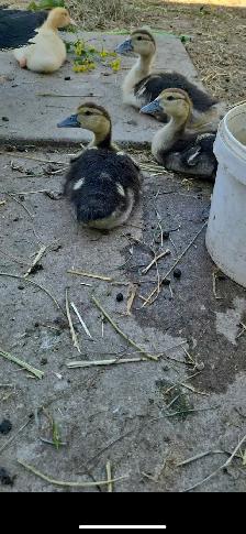 Muskovy Duck babies