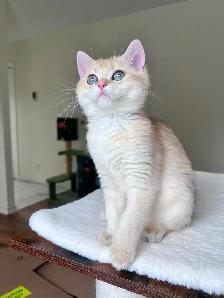 Rare British Shorthair Chocolate Golden Chinchilla Girl • TICA - Photo 6