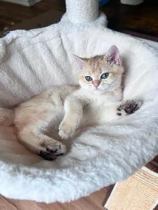 Rare British Shorthair Chocolate Golden Chinchilla Girl • TICA - Photo 7
