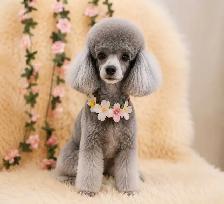 Professional Dog Grooming in NorthYork (Bayview &Sheppard) - Photo 3