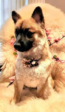 Professional Dog Grooming in NorthYork (Bayview &Sheppard) - Photo 8