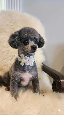 Professional Dog Grooming in NorthYork (Bayview &Sheppard) - Photo 9