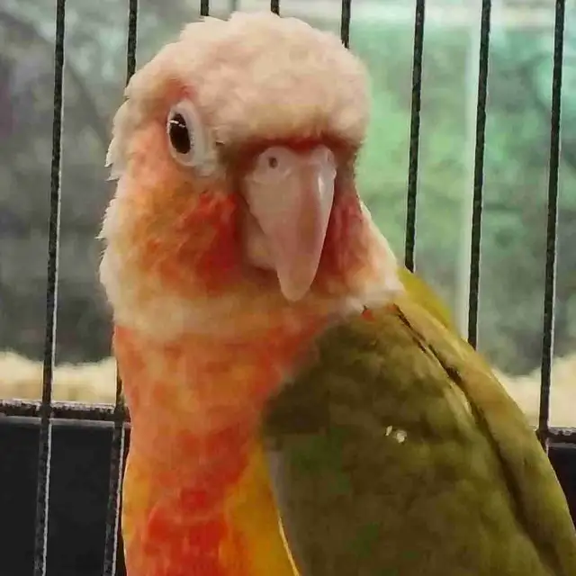 Red Factor pineapple conure