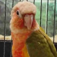 Red Factor pineapple conure