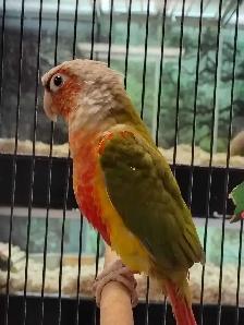 Red Factor pineapple conure - Photo 2