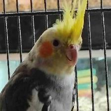 pied cockatiel