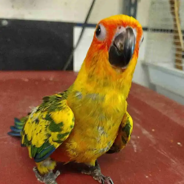 baby sun conure
