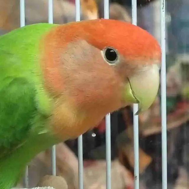 lovebird