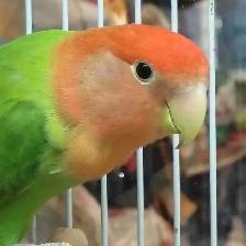 lovebird