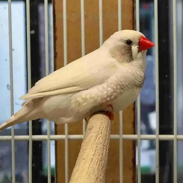 white black cheek zebra finches