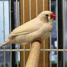 white black cheek zebra finches
