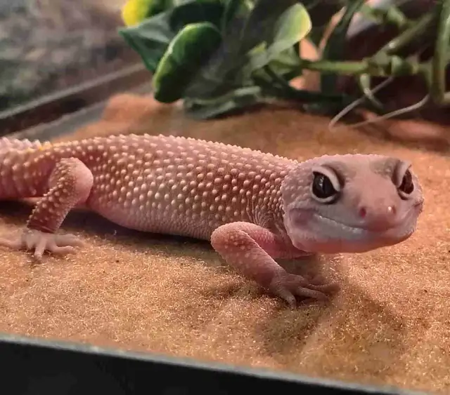 baby leopard geckos