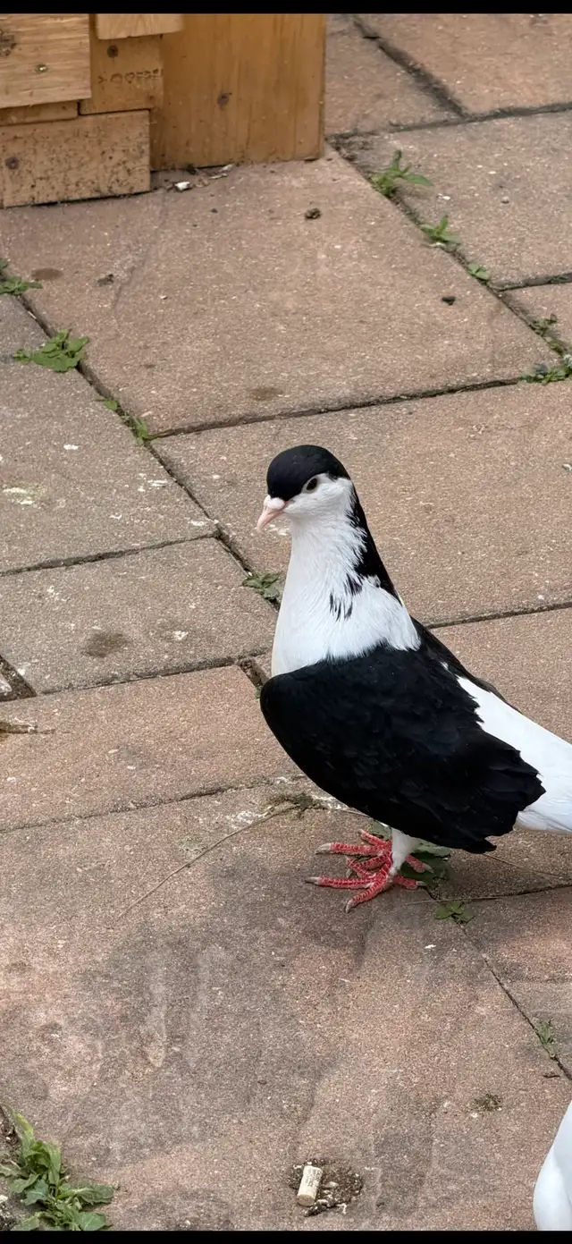 afghan pigeon