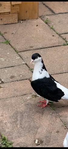 afghan pigeon