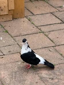 afghan pigeon - Photo 2