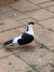 afghan pigeon - Photo 3