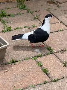 afghan pigeon - Photo 4