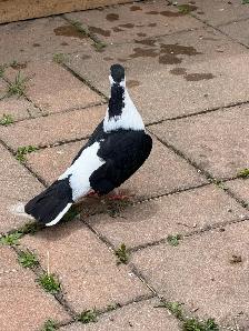 afghan pigeon - Photo 5