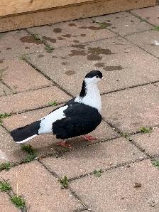 afghan pigeon - Photo 6