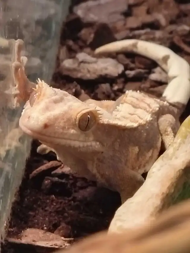 baby crested geckos